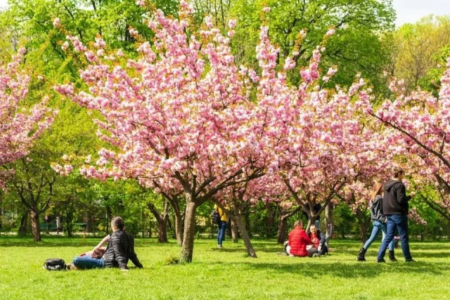 Японската градина в Букурещ с цъфтящи сакури в парк Крал Михай I
