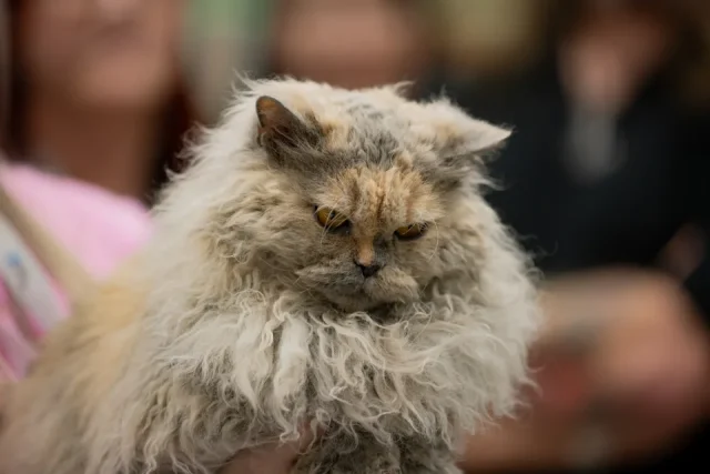 Selkirk Rex късокосместа къдрава котка с пухкава козина и кръгла глава, стояща в домашна среда