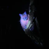 Опосум в Тасмания, заснет под UV светлина, при който козината му показва био флуоресцентно сияние в нощна среда